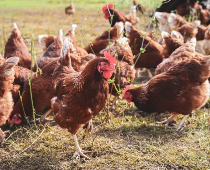 Information des Veterinäramtes: Newcastle-Krankheit erneut in Deutschland aufgetreten – Impfpflicht und Biosicherheit entscheidend