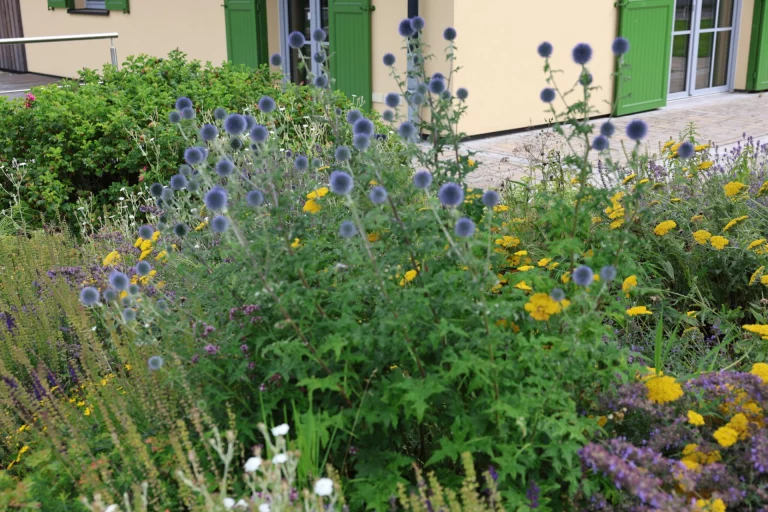 Staudenbeet mit blauen Kugeldisteln und gelben Blüten vor Gebäude mit grünen Fensterläden