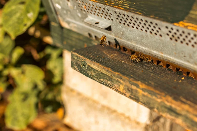 Bienen fliegen an Fluglochrand eines Bienenstocks im Streuobstbestand