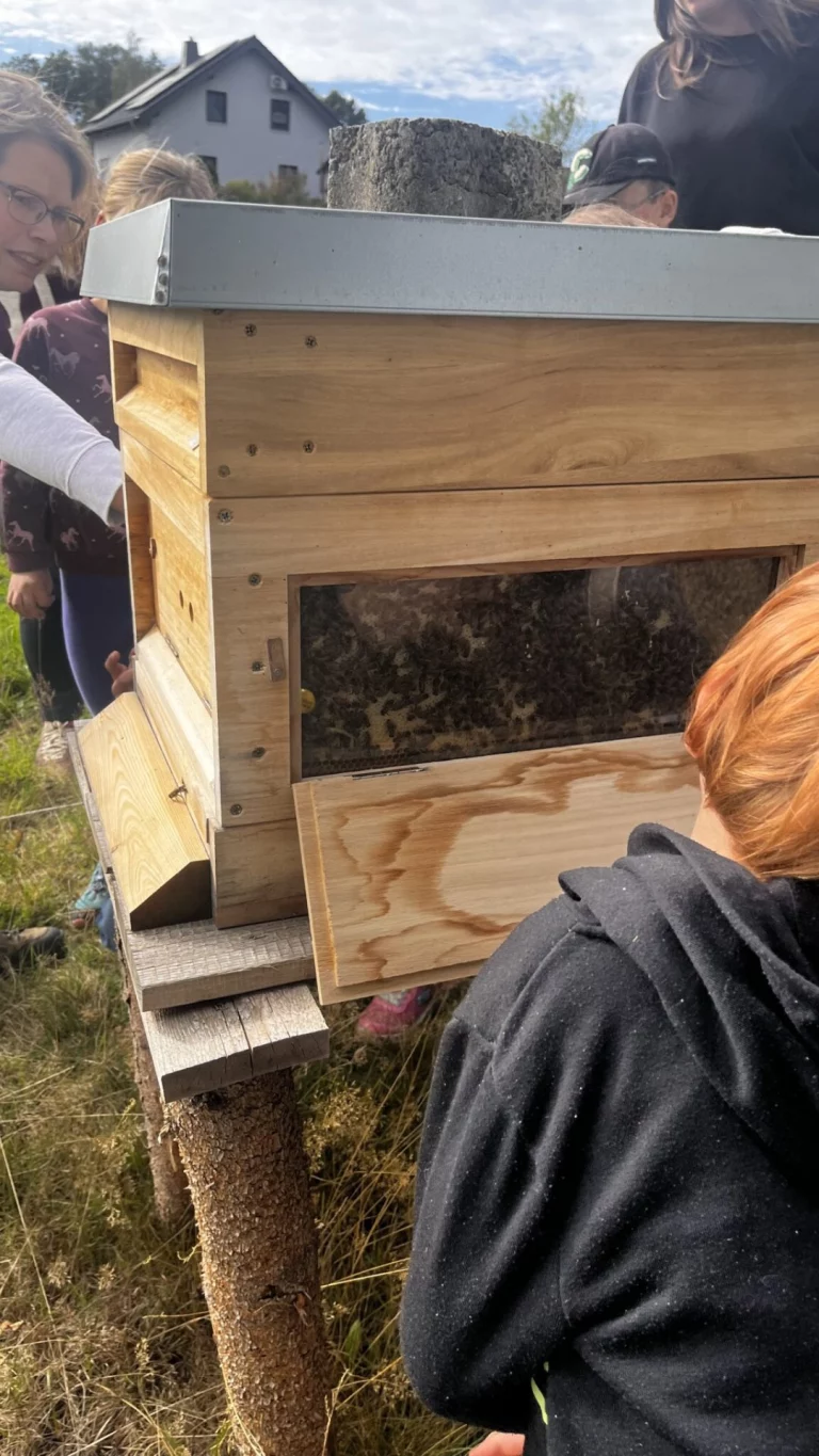 Gruppe betrachtet Honigbienen in einer geöffneten Bienenbeute im Freien